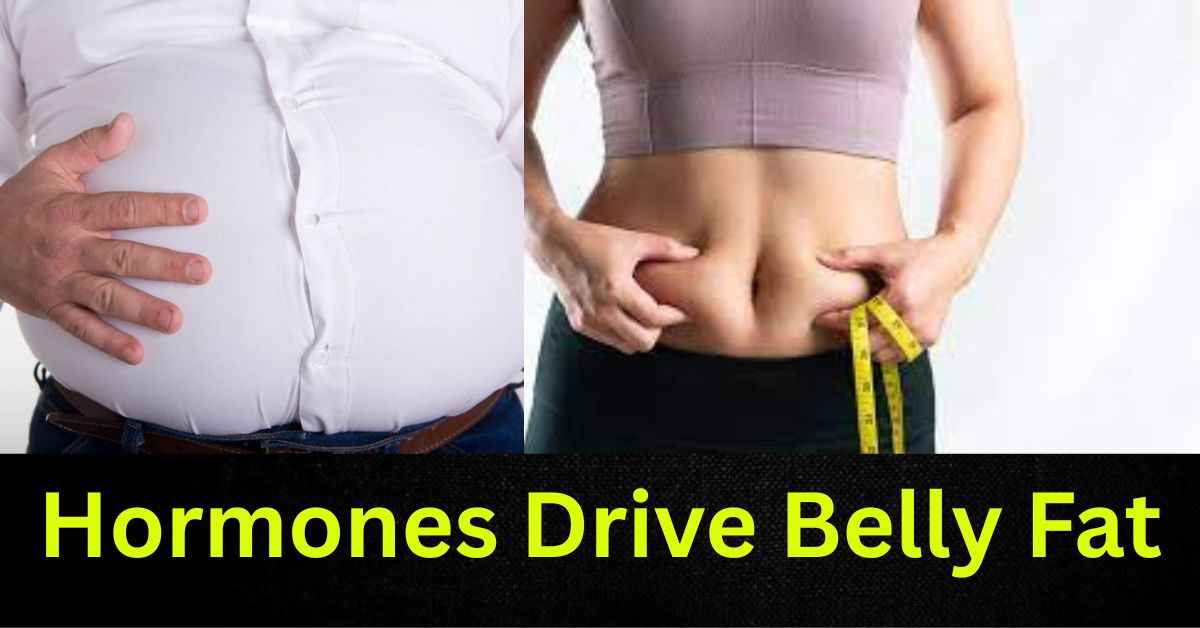 Hormones Drive Belly Fat